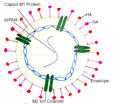 Hand drawn influenza virus
